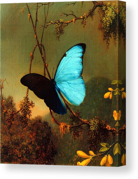 Martin Johnson Heade Canvas Print featuring the painting Blue Morpho Butterfly by Martin Johnson Heade