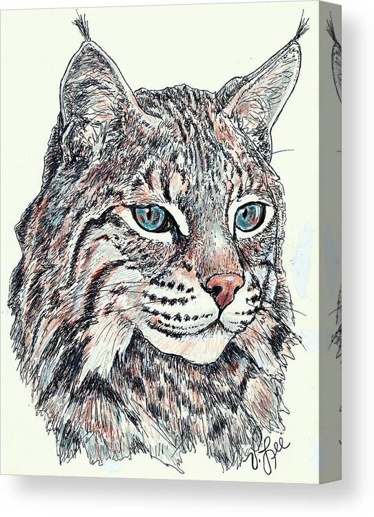 Big Cat Canvas Print featuring the drawing Bobcat Portrait by VLee Watson