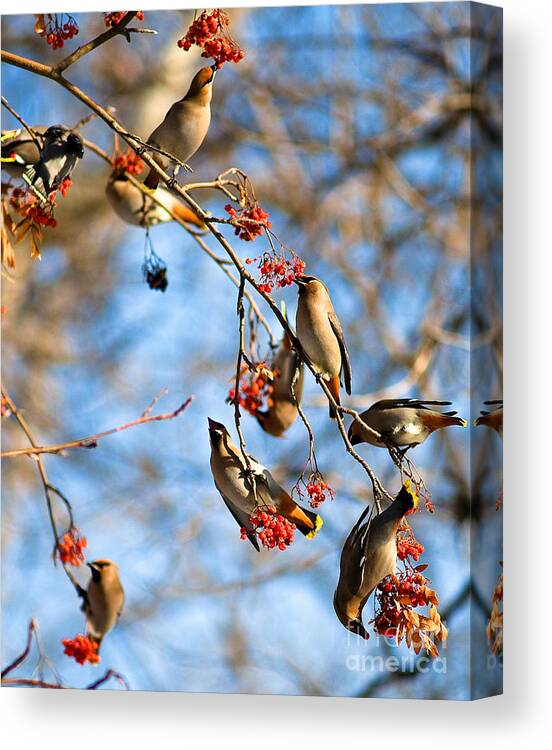 Bohemian Waxwing Bird Canvas Print featuring the photograph Bohemian Waxwings Eating Berries 2 by Terry Elniski