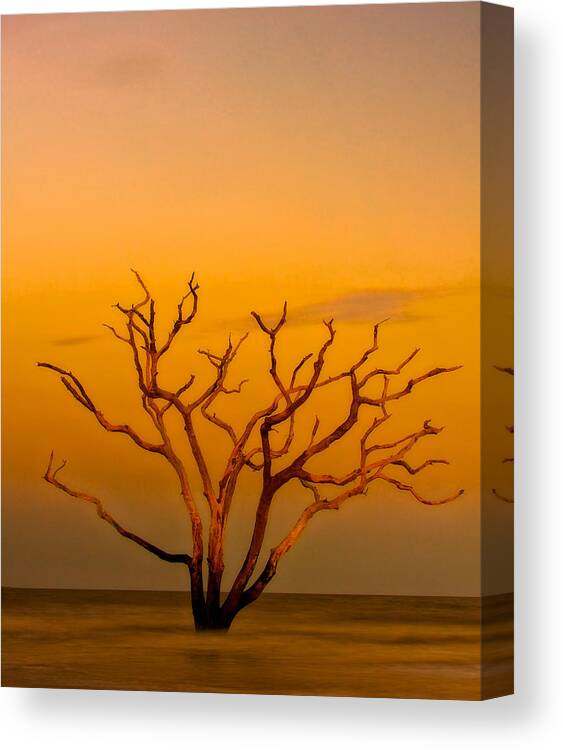 Tree Canvas Print featuring the photograph Boneyard by David Kay