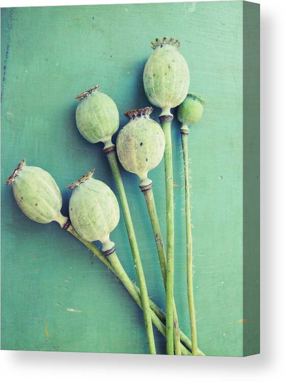 Poppy Pods Canvas Print featuring the photograph Bouquet of Pods by Lupen Grainne