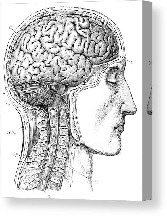 Science Canvas Print featuring the photograph Brain From Right Side, 1883 by British Library