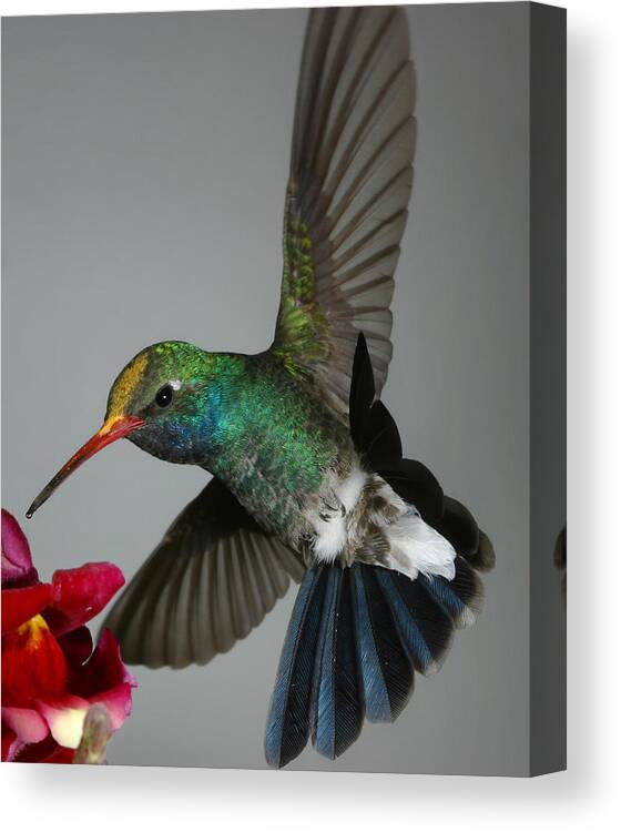 Bird Canvas Print featuring the photograph Broadbill hummingbird with Pollen Cap by Gregory Scott