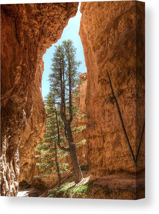 Pine Tree Canvas Print featuring the photograph Bryce Canyon Trees by Tammy Wetzel