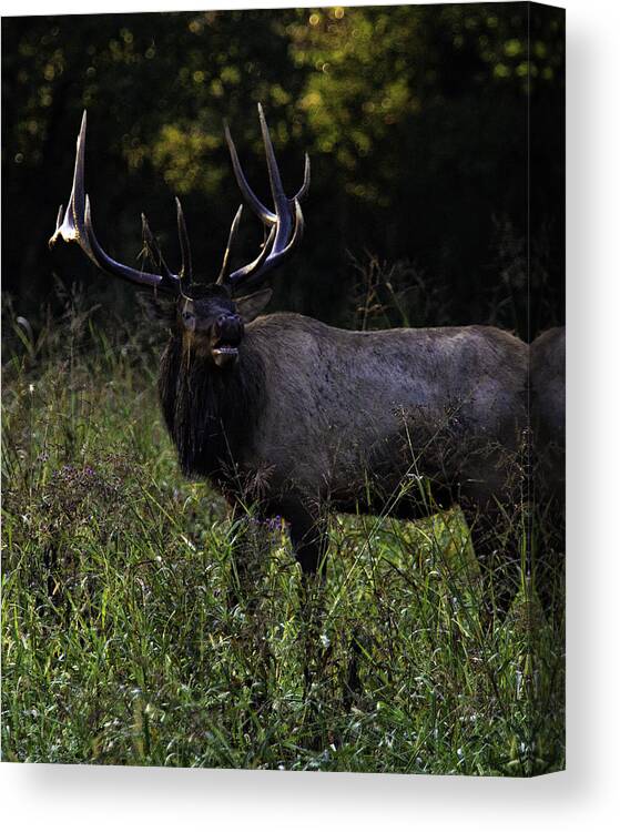 Bull Elk Canvas Print featuring the photograph Bull Elk at First Light by Michael Dougherty
