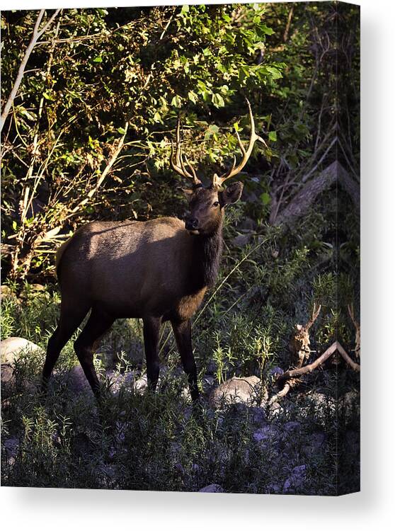 Bull Elk Canvas Print featuring the photograph Bull Elk Crossing the Hailstone by Michael Dougherty