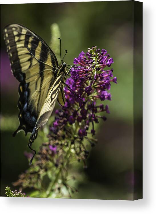 Appalachian Mountains Canvas Print featuring the photograph Butterflies along the Blue Ridge by Donald Brown