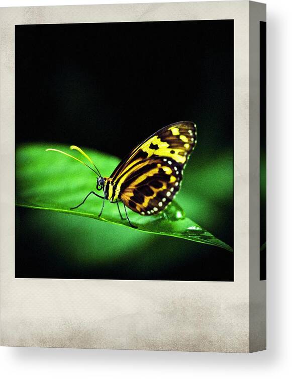 Butterfly Canvas Print featuring the photograph Butterfly Two Polaroid by Bradley R Youngberg