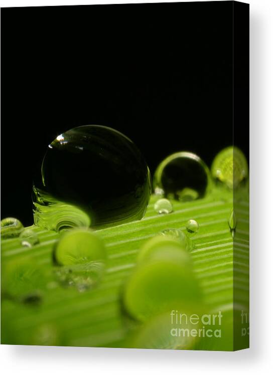 Raindrop Canvas Print featuring the photograph C Ribet Orbscape Water Soul by C Ribet