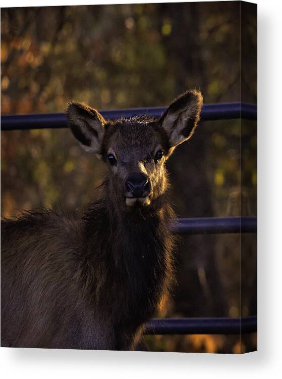 Elk Calf Canvas Print featuring the photograph Calf Elk by Gate at Sunrise by Michael Dougherty