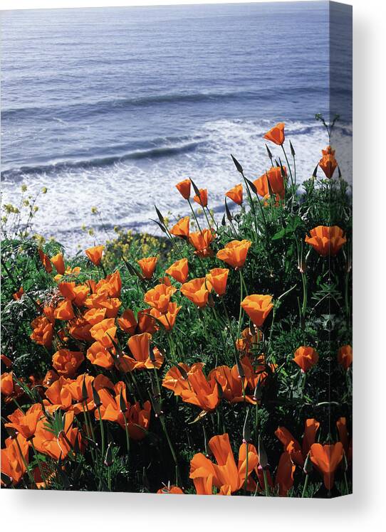 Adnt Canvas Print featuring the photograph California, Big Sur Coast, California by Christopher Talbot Frank