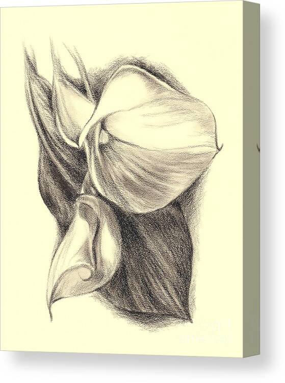 Botanical Canvas Print featuring the drawing Calla Lilies by MM Anderson