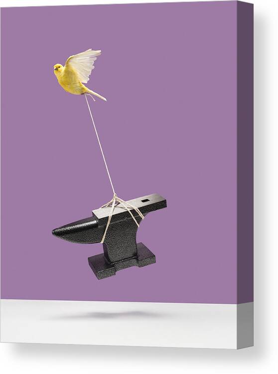 Pets Canvas Print featuring the photograph Canary carrying an anvil by PM Images