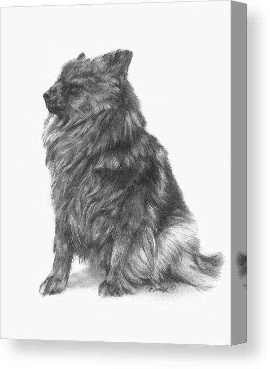 Dog Canvas Print featuring the drawing Canine Study by Meagan Visser