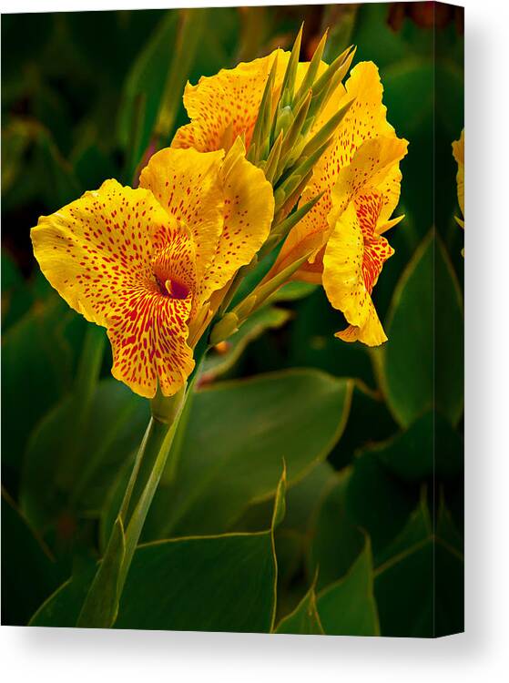 Canna Canvas Print featuring the photograph Canna Blossom by Mary Jo Allen