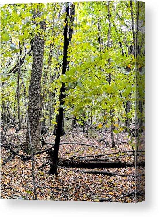 Forest Canvas Print featuring the photograph Carpet Of Leaves Panel 2 by Bonfire Photography