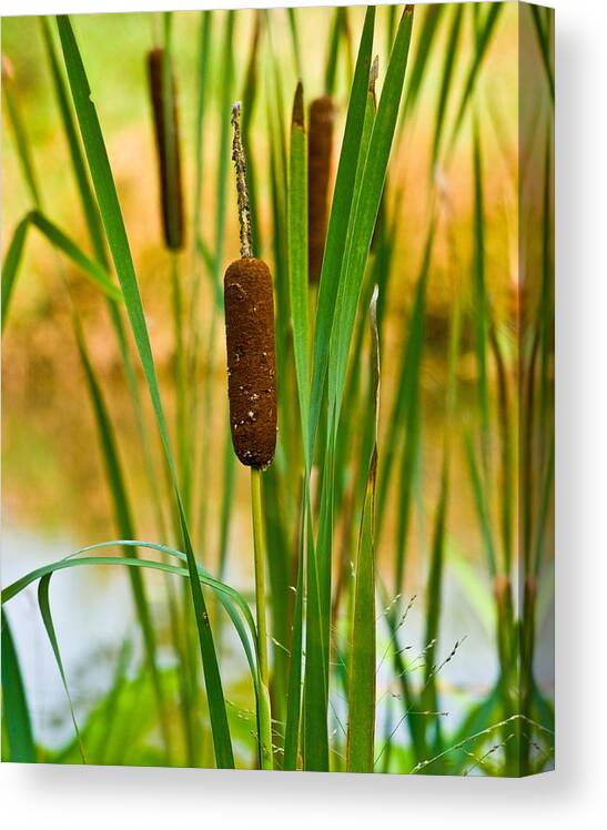 Plant Life Canvas Print featuring the photograph Cattail Pla 376 by Gordon Sarti