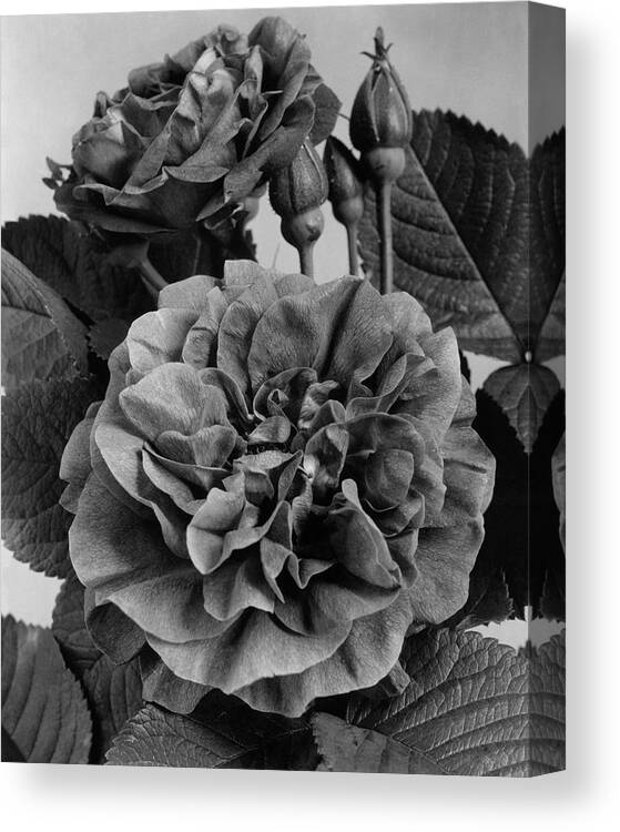 Flowers Canvas Print featuring the photograph Charles Frederic Worth Rose by J. Horace McFarland