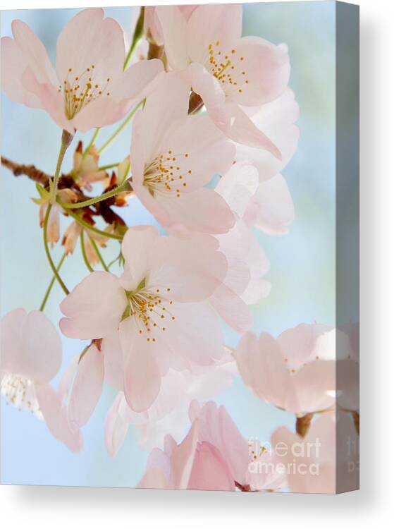 Cherry Blossoms 2 Canvas Print featuring the photograph Cherry Blossoms 2 by Chris Scroggins
