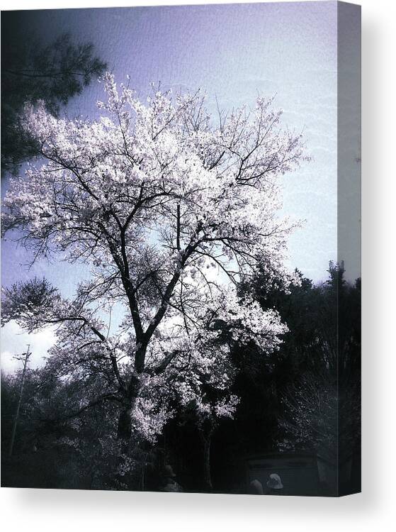 Cherry Blossoms Canvas Print featuring the photograph Cherry Blossoms Tree by Yen