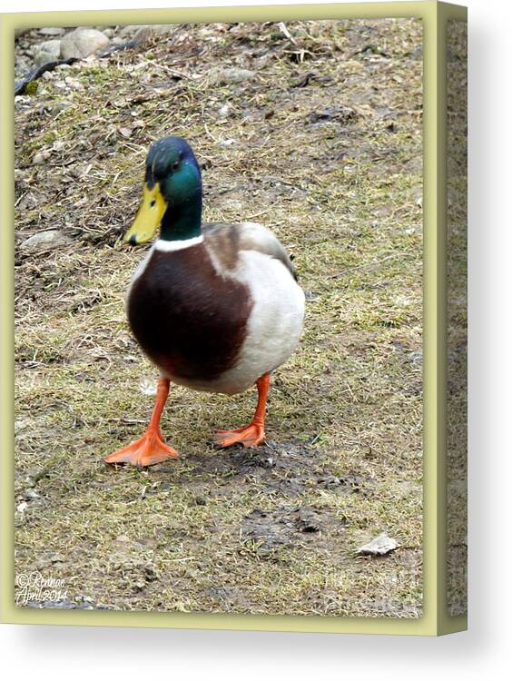 Duck Canvas Print featuring the photograph Chillin by Rennae Christman