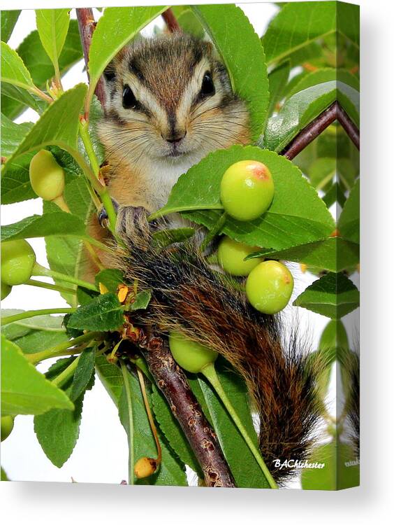 Baby Chipmunk Canvas Print featuring the photograph Chip or Dale by Barbara Chichester