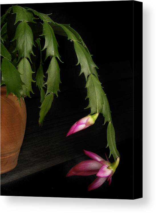 Bloom Canvas Print featuring the photograph Christmas Cactus by David and Carol Kelly