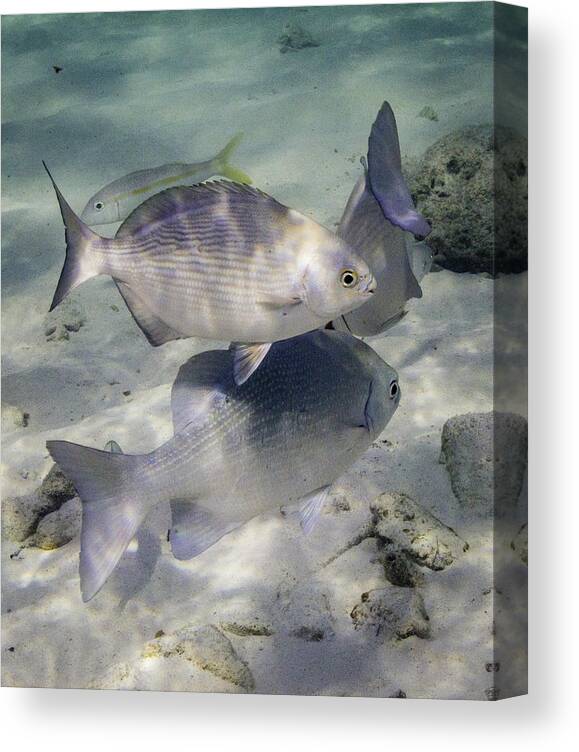 Fish Canvas Print featuring the photograph Chubbin' Around by Lynne Browne