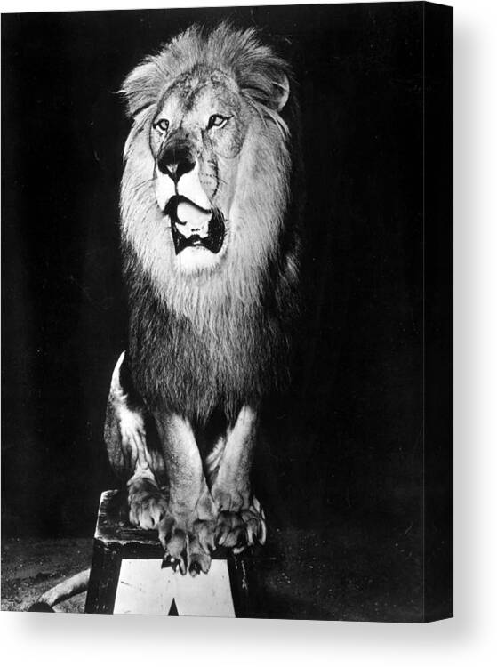 Retro Canvas Print featuring the photograph Circus Lion Shows He Is Royality by Retro Images Archive