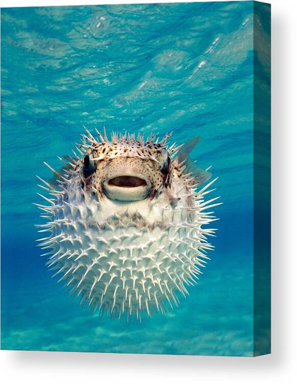 Photography Canvas Print featuring the photograph Close-up Of A Puffer Fish, Bahamas by Panoramic Images