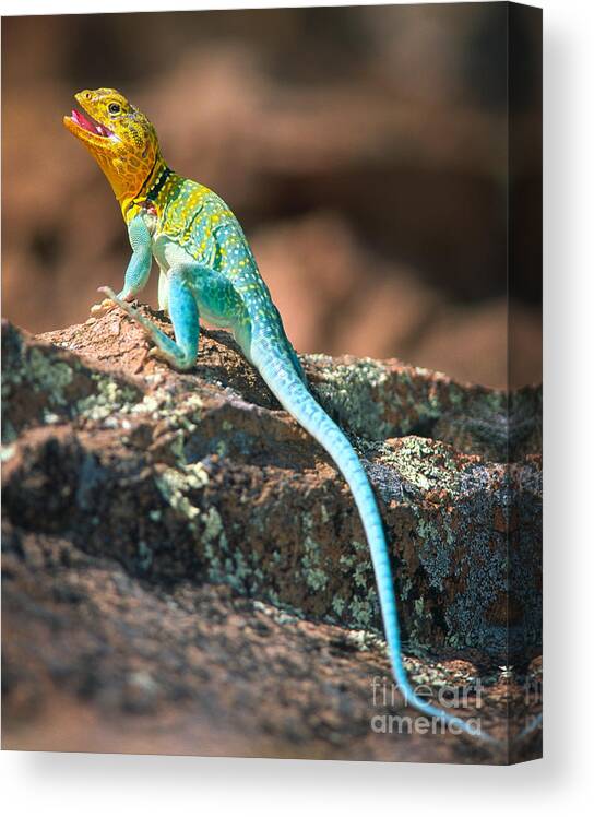 America Canvas Print featuring the photograph Collared Lizard by Inge Johnsson
