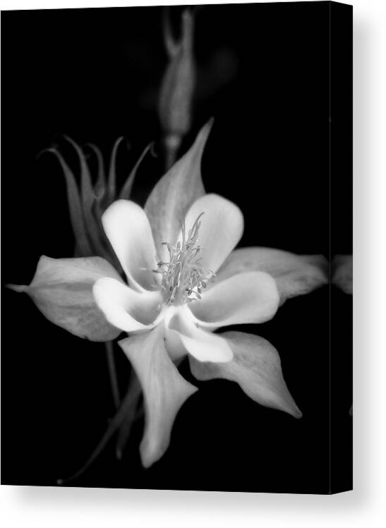 Black And White Canvas Print featuring the photograph Columbine in Monochrome by David and Carol Kelly