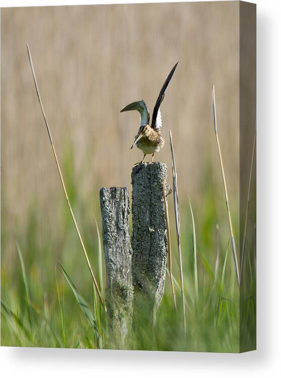 Common Snipe Canvas Print featuring the photograph Common Snipe just leaving by Torbjorn Swenelius