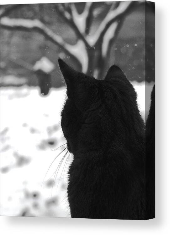 Cats Canvas Print featuring the photograph Contemplating Winter by Angela Davies