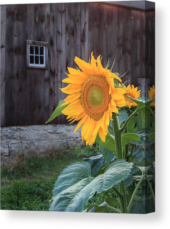 Sunflower Canvas Print featuring the photograph Country Flower by Bill Wakeley