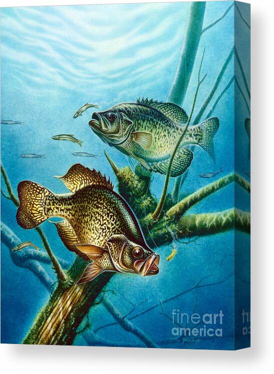 Jon Q Wright Canvas Print featuring the painting Crappie and root by JQ Licensing