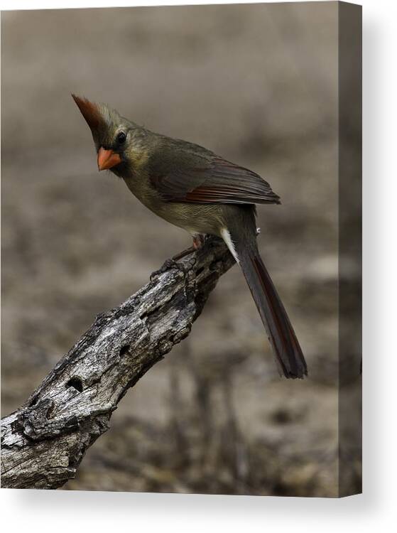 Birds Canvas Print featuring the photograph Curious Pyrrhuloxia by Donald Brown