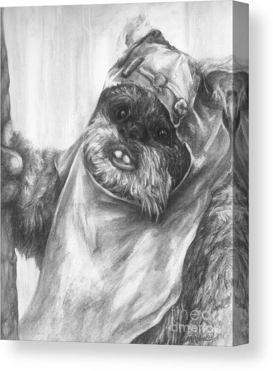 Wicket Canvas Print featuring the drawing Curious Wicket by Meagan Visser