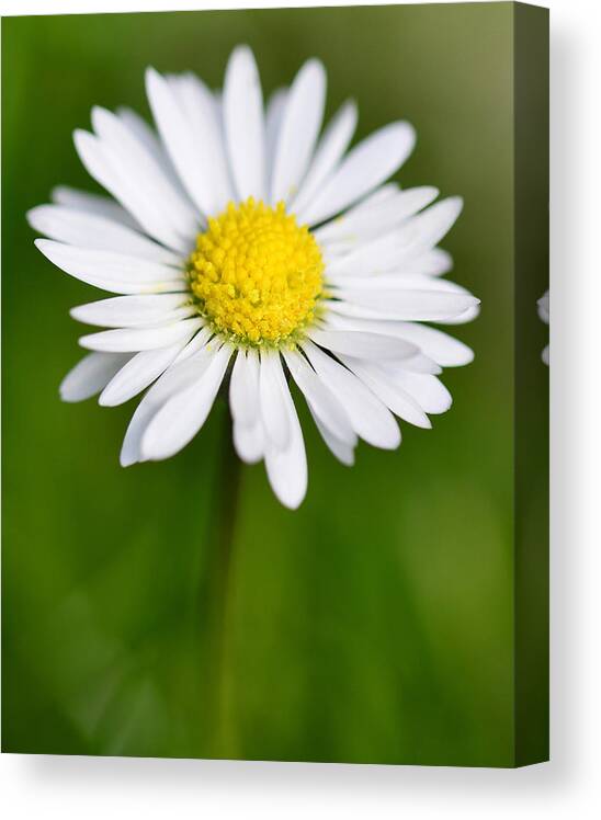 Nature Canvas Print featuring the photograph Daisy by Steven Poulton