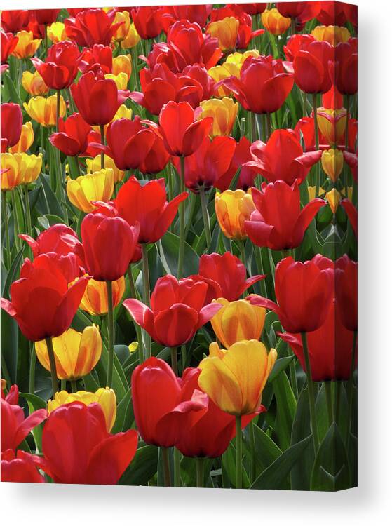 Tulips Canvas Print featuring the photograph Dancing Tulips by Harold Rau