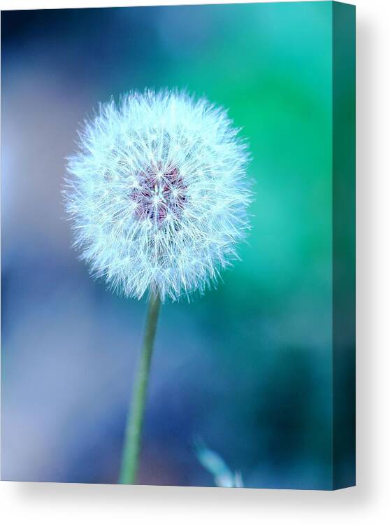 Dandelion Canvas Print featuring the photograph Dandelion Blue by Elizabeth Budd