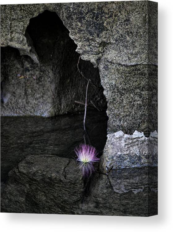 Minimalism Canvas Print featuring the photograph Dead Flower Floating by Michael Dougherty