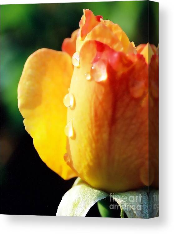 Dew On Rose Canvas Print featuring the photograph Dew on Rose by Phil Spitze
