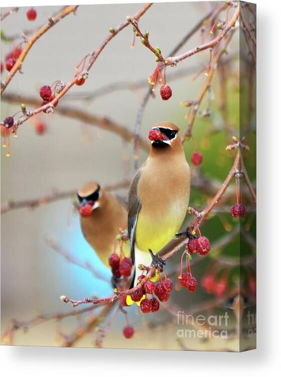 Cedar Waxwing Canvas Print featuring the photograph Dinner Date by Betty LaRue