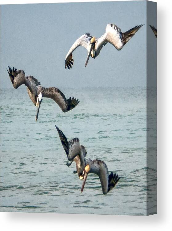 Pelicans Canvas Print featuring the photograph Divers by Don Durfee