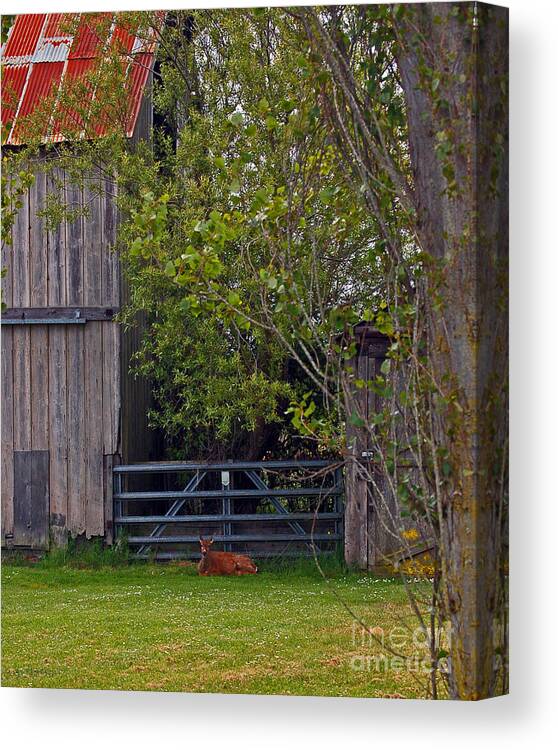 Deer Canvas Print featuring the photograph Doe Siesta by Chuck Flewelling