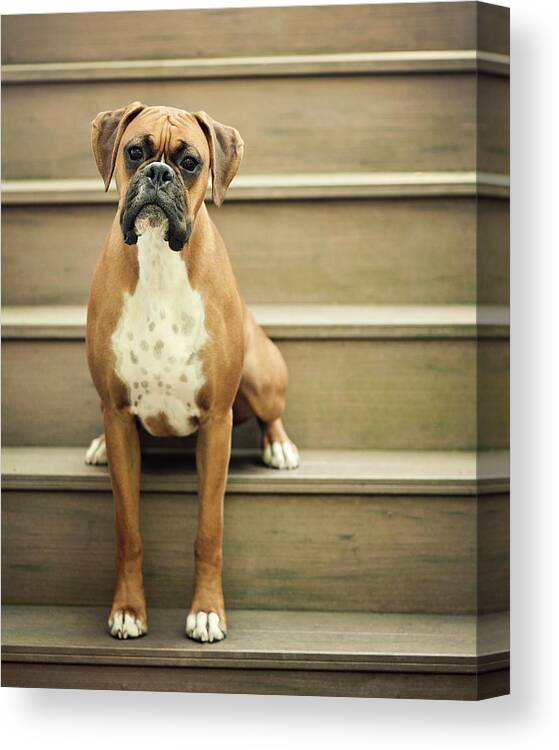 Pets Canvas Print featuring the photograph Dog Sitting On Step by Jody Trappe Photography