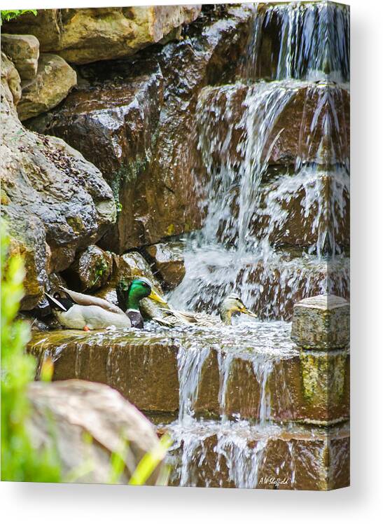 Dallas Canvas Print featuring the photograph Ducks in the Falls by Allen Sheffield