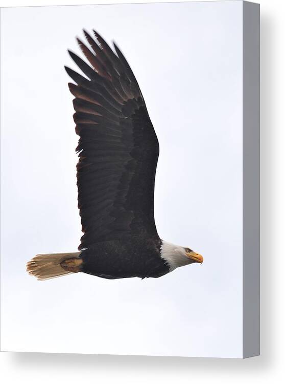 Bald Eagle Canvas Print featuring the photograph Eagle in Flight by Jeff Cook