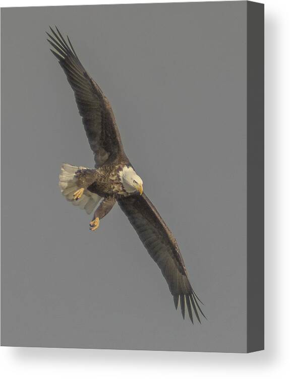  Canvas Print featuring the photograph Eagle Preparing to Dive by Paul Brooks